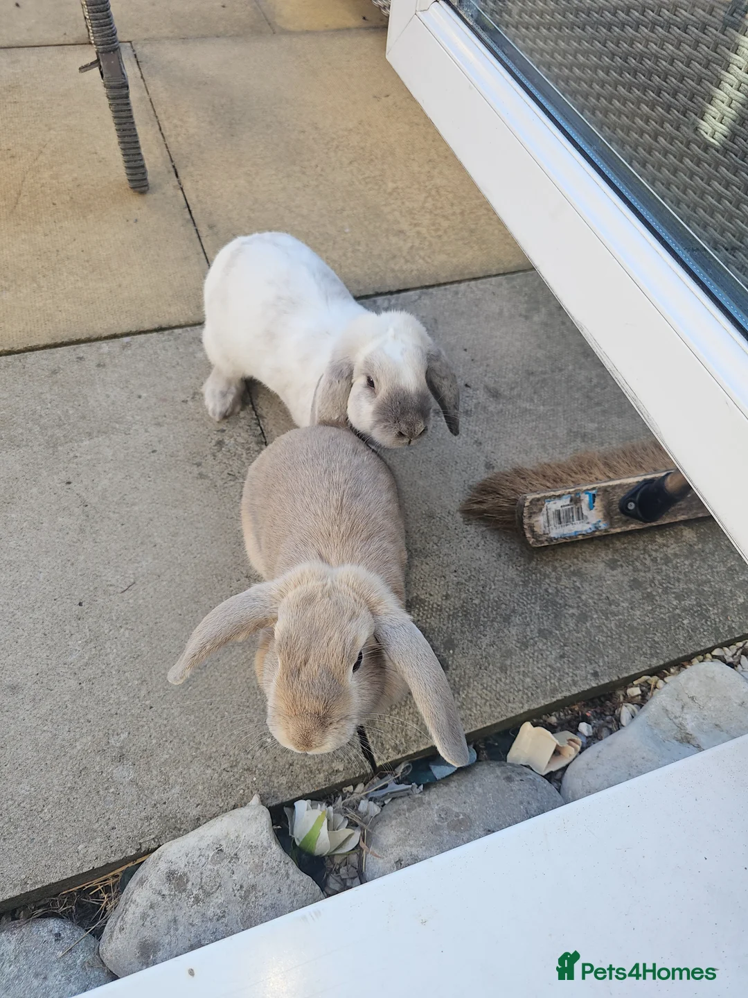 Mini Lop rabbits for sale: 2 female lops  - Advert 2
