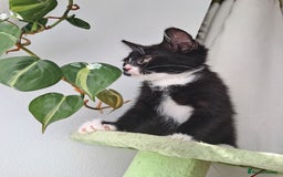 Mixed Breed cats for sale: 3 adorable black and white girls for sale. - Image 2