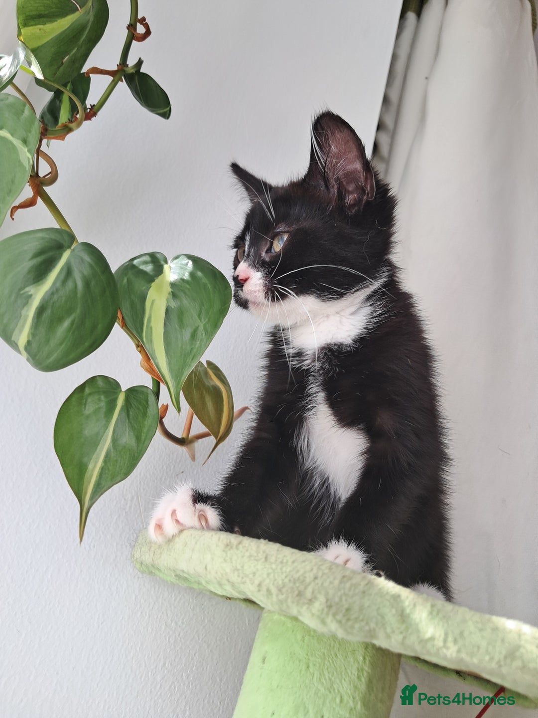 Mixed Breed cats for sale: 3 adorable black and white girls for sale. - Image 2