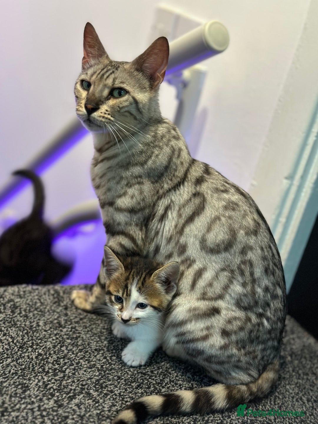Bengal cats for sale: Gorgeous Bengal X Kittens!! - Image 5