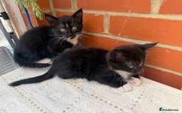Korat cats for sale: KITTENS FOR FREE!!! NEED GONE ASAP! - Image 6