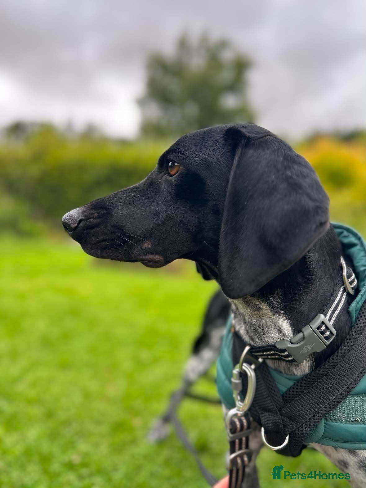 Pointer dogs Oreo is looking for her forever home  - Advert 1