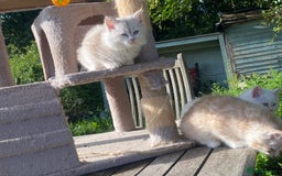 Siberian cats for sale: x5 Adorable Pure Siberian Kittens to re-home😻 - Image 4