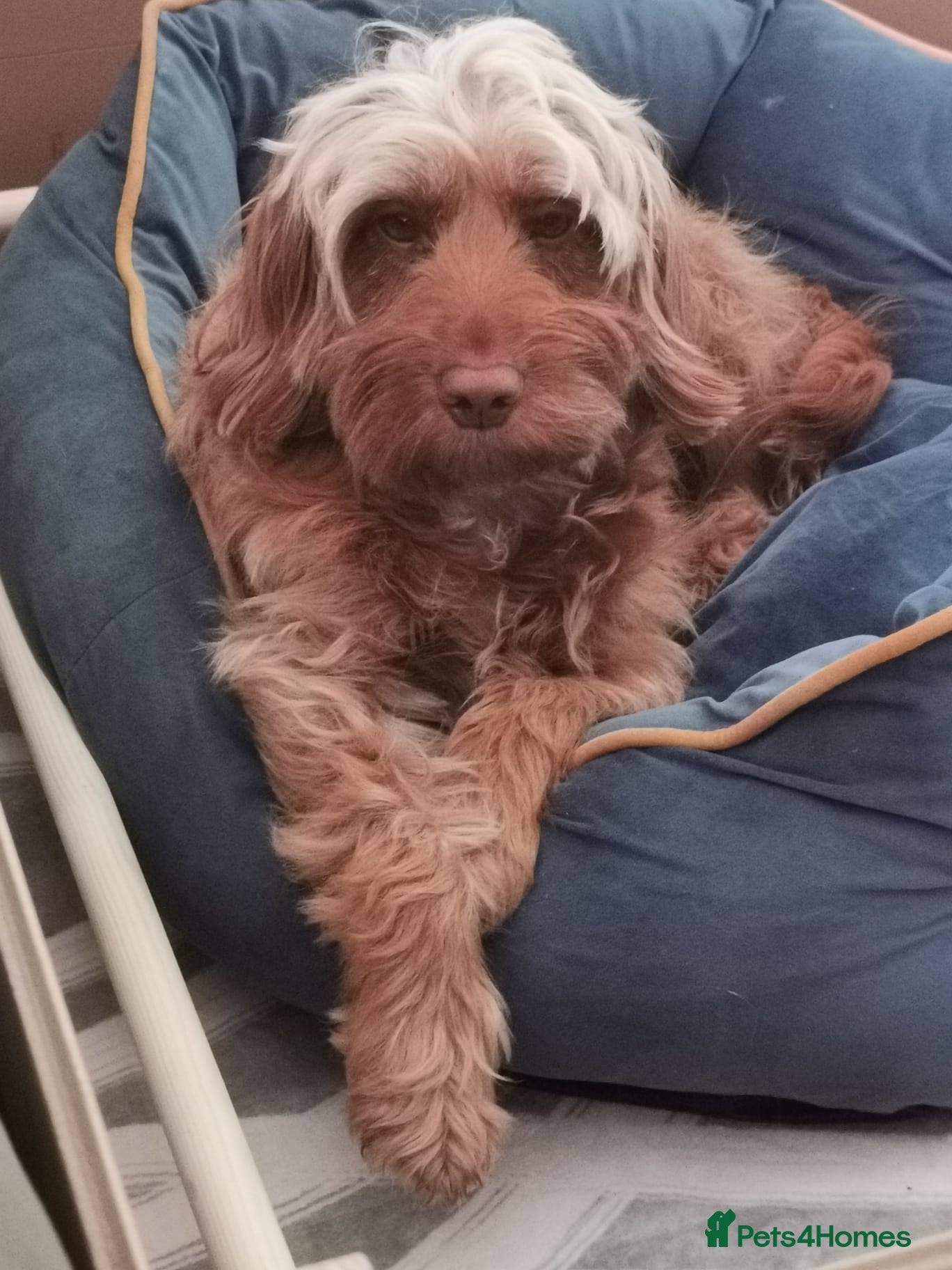 Cockapoo dogs for sale: 8 home raised red F1B cockapoos 3 girls/5 boys - Advert 3