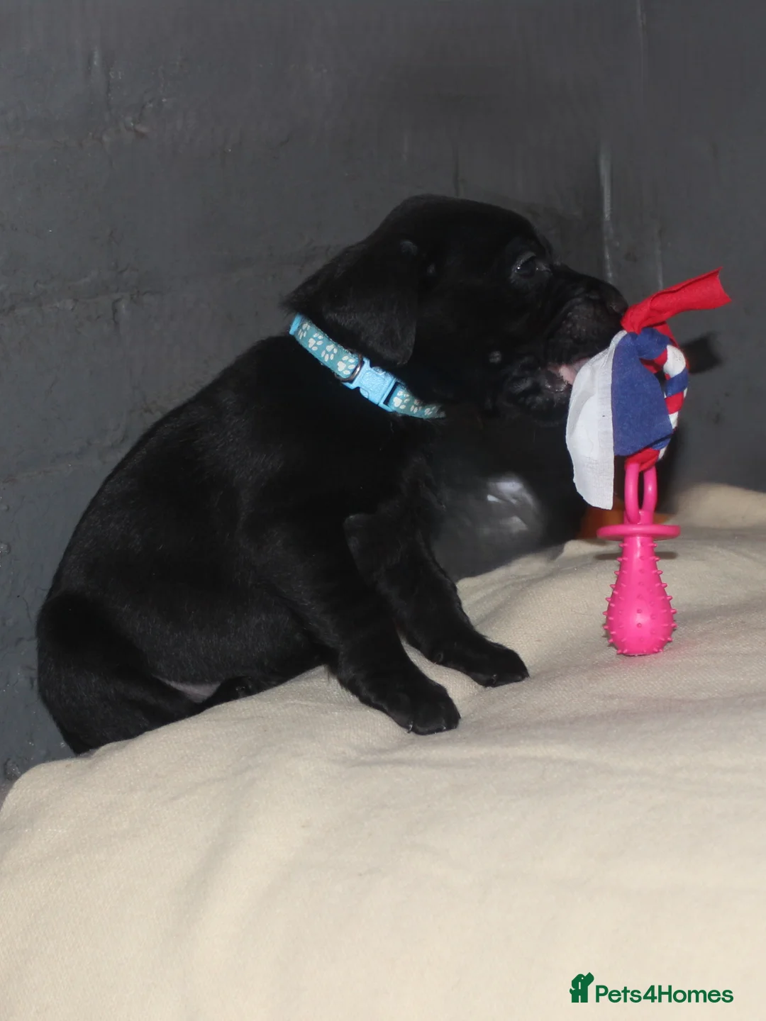 Labrador Retriever dogs for sale: Lovely, bold, beautiful puppies - Advert 15