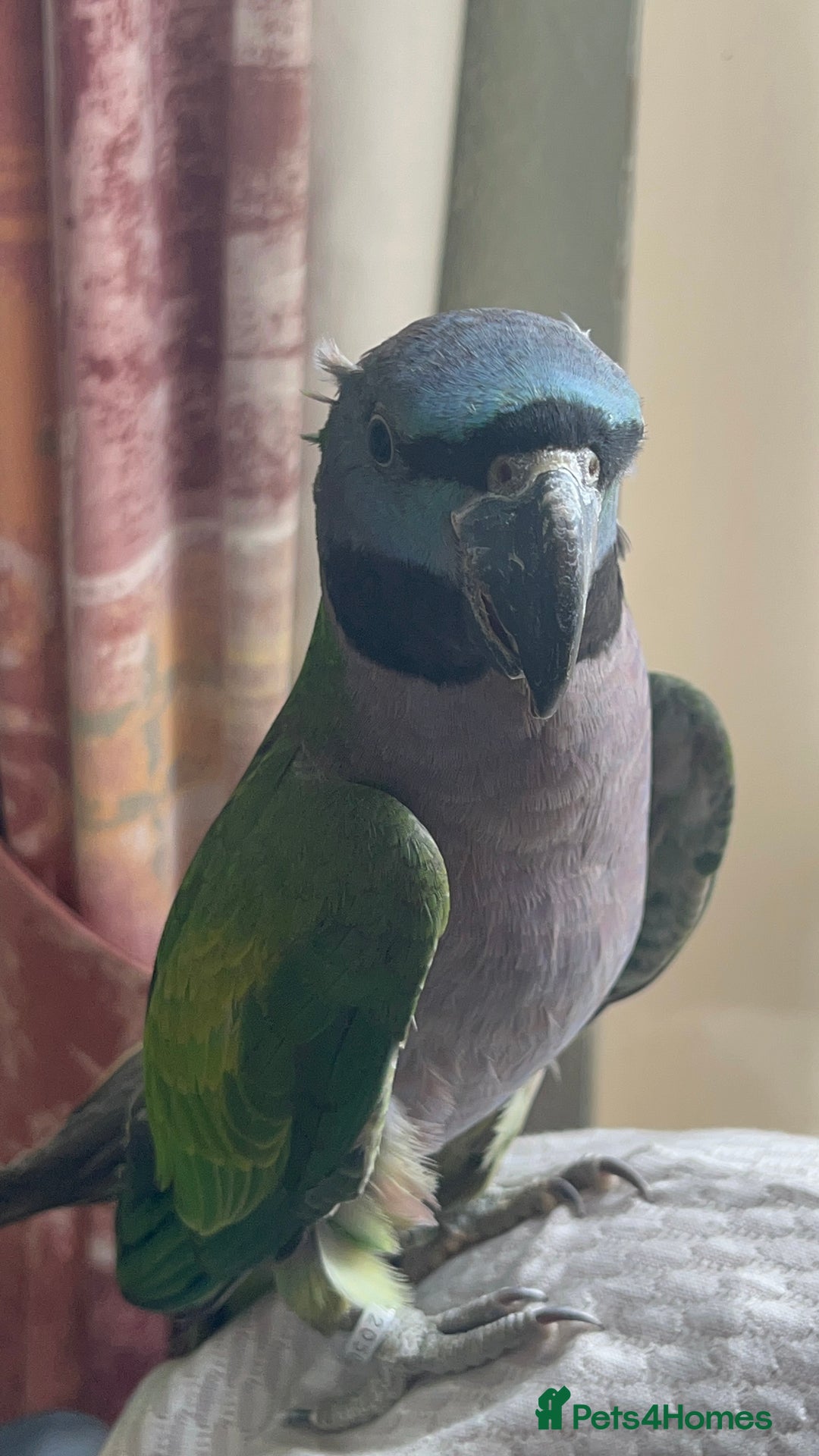 Parrots birds for sale: Lord Derby Parrot - Image 3