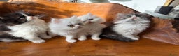 Persian cats for sale: BeautifulPersian Kittens - Advert 10