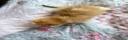 Mixed Breed cats for sale: 5 beautiful kittens  - Advert 3