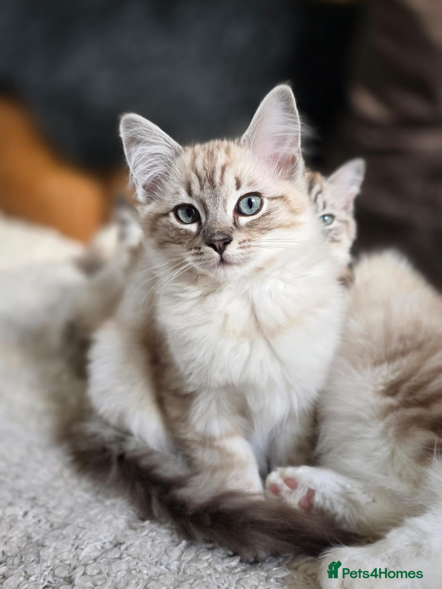Ragdoll cats Beautifull Ragdoll Kittens - Ready Now! - Advert 18