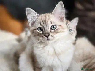 Ragdoll cats Beautifull Ragdoll Kittens - Ready Now! - Advert 18