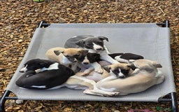Whippet dogs for sale: Kc reg whippet litter.  male & female available - Image 33