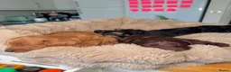 Cockapoo dogs for sale: 5 Gorgeous F2 cockapoos  - Advert 20