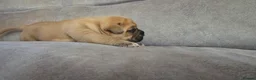Mixed Breed dogs for sale: Mastiff Bordeaux Puppies - Advert 26