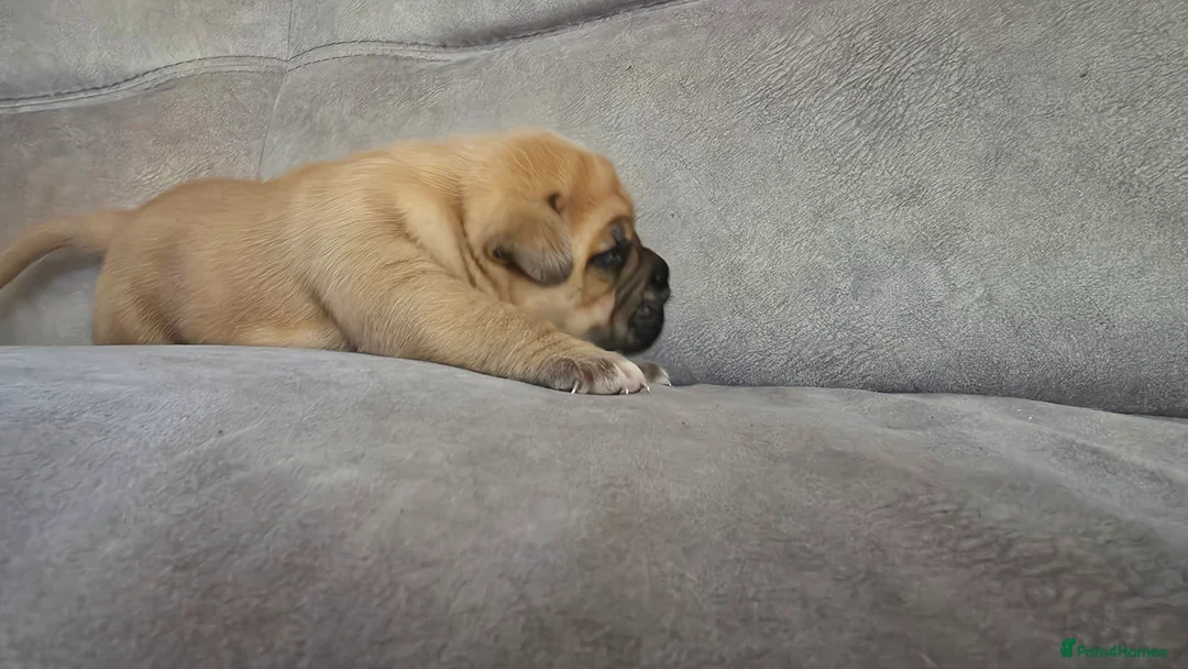 Mixed Breed dogs for sale: Mastiff Bordeaux Puppies - Advert 26
