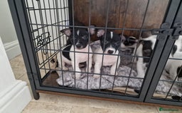 Jack Russell dogs for sale: Jack Russel Terriers 3 Generations Bloodline - Image 3