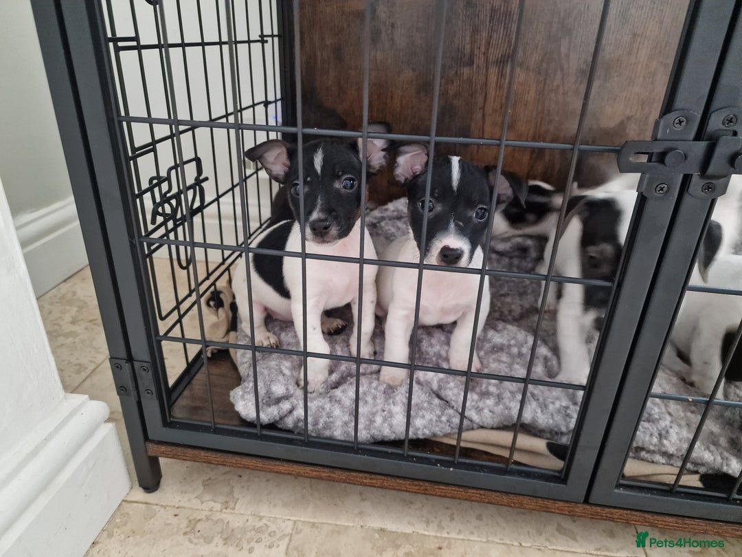 Jack Russell dogs for sale: Jack Russel Terriers 3 Generations Bloodline - Image 3