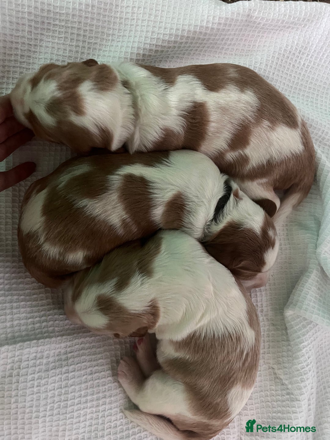 Welsh Springer Spaniel dogs for sale: 3 Girls Fully Health Tested Parents  - Image 12