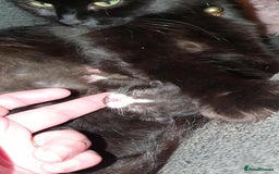 Norwegian Forest Cat cats for sale: Norwegian forest x British long hair - Image 1