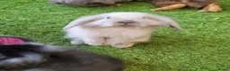 Mini Lion Lop rabbits for sale: Stunning Mini Lion Lops - READY SATURDAY - Advert 14