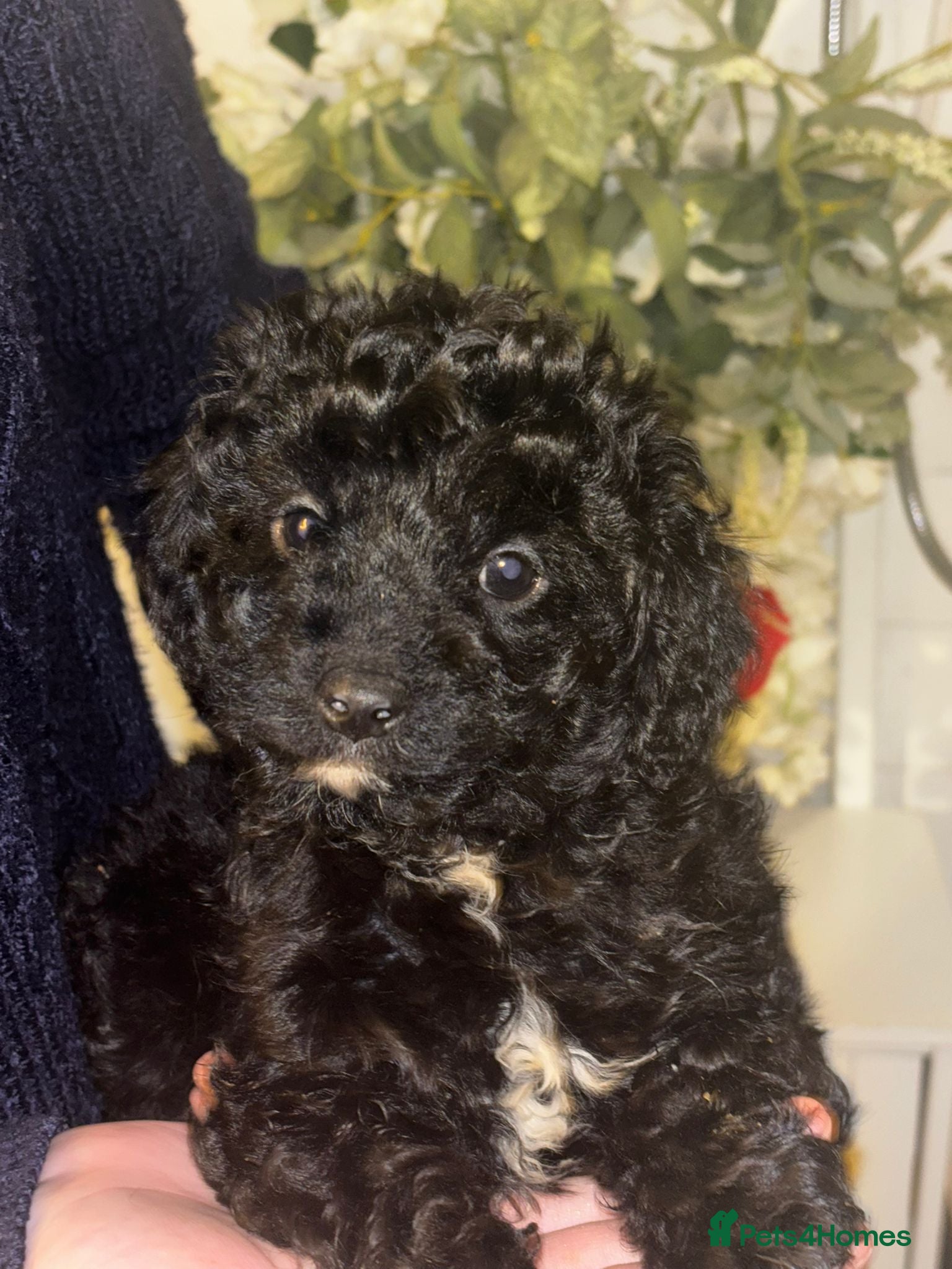 Cavapoo dogs CAVAPOO PUPPIES  - Advert 12