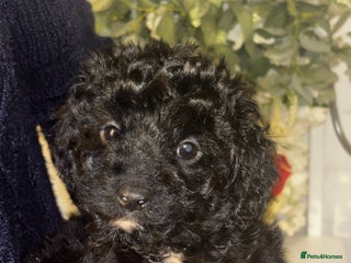 Cavapoo dogs CAVAPOO PUPPIES - Advert 4