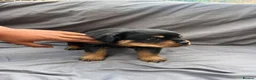 Rottweiler dogs for sale: Rottweiler pups - Advert 14