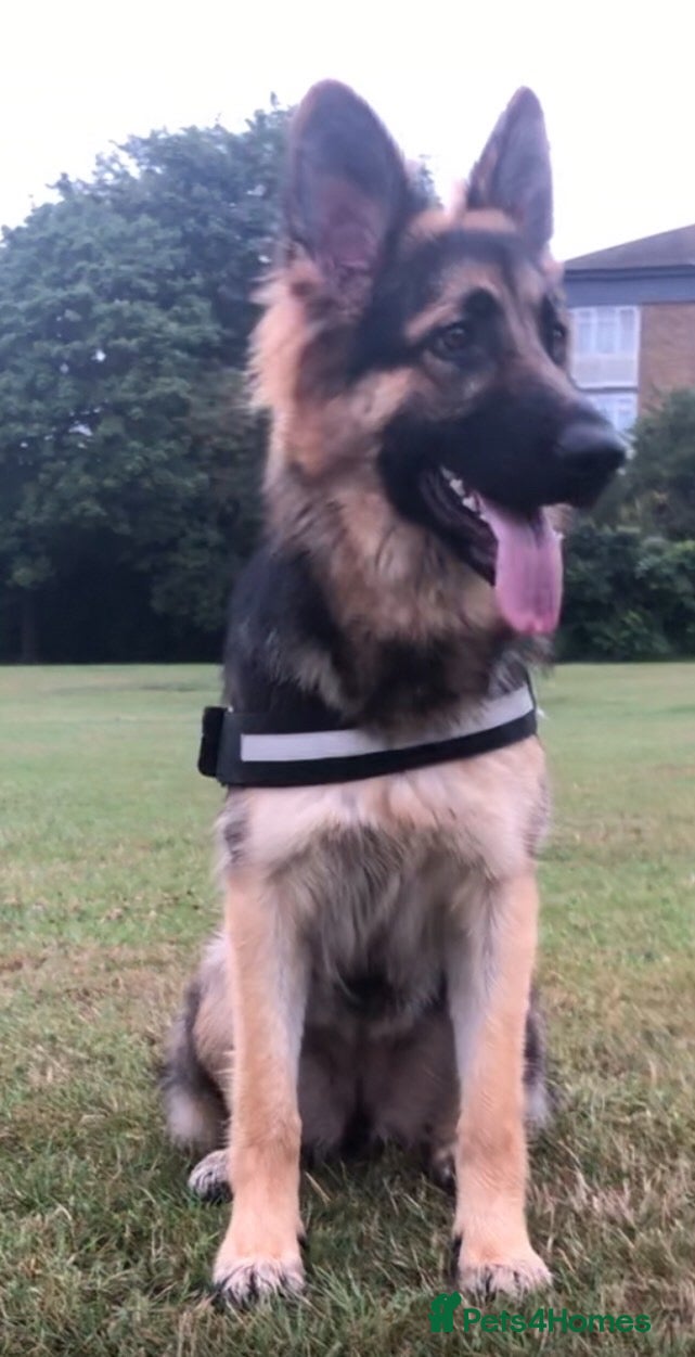 German Shepherd dogs 6 showline German shepherd pups - Advert 3