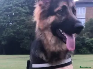 German Shepherd dogs 6 showline German shepherd pups - Advert 6