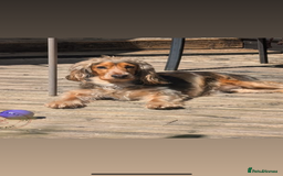 Cocker Spaniel dogs for sale: Cocker spaniel puppies - Image 11