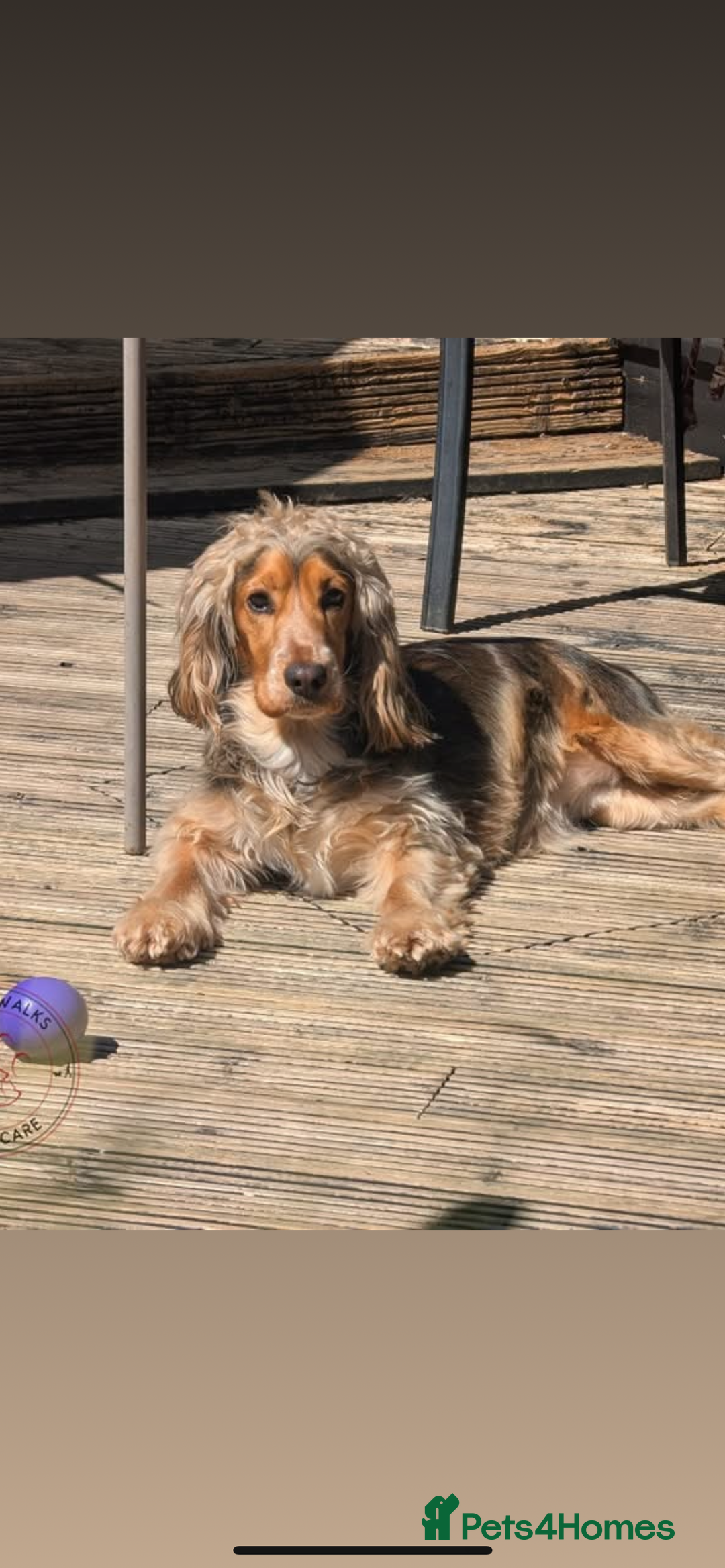 Cocker Spaniel dogs for sale: Cocker spaniel puppies - Image 11