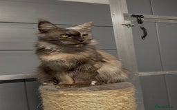 Maine Coon cats for sale: Tortie female maine coon  - Image 2