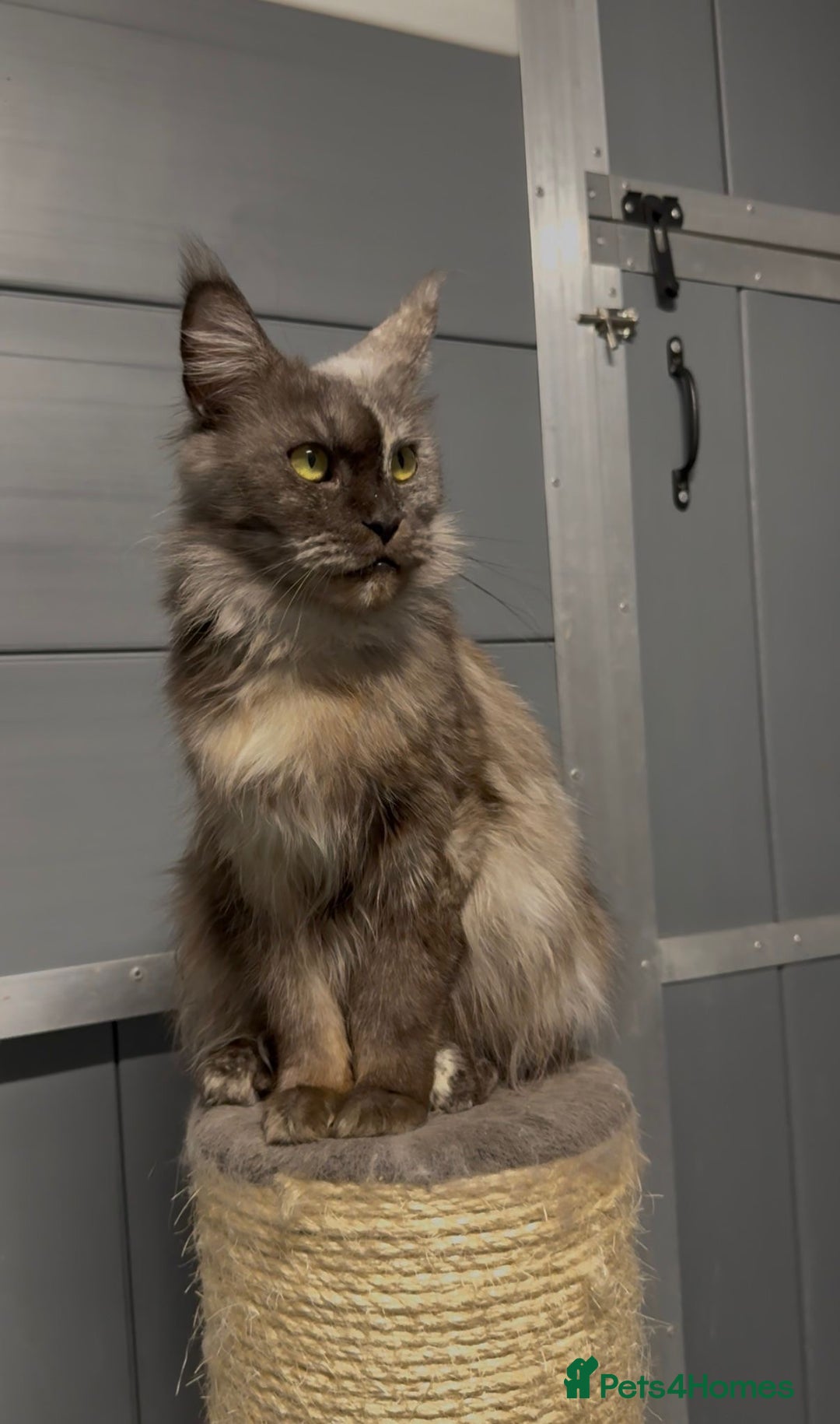 Maine Coon cats for sale: Tortie female maine coon  - Image 2