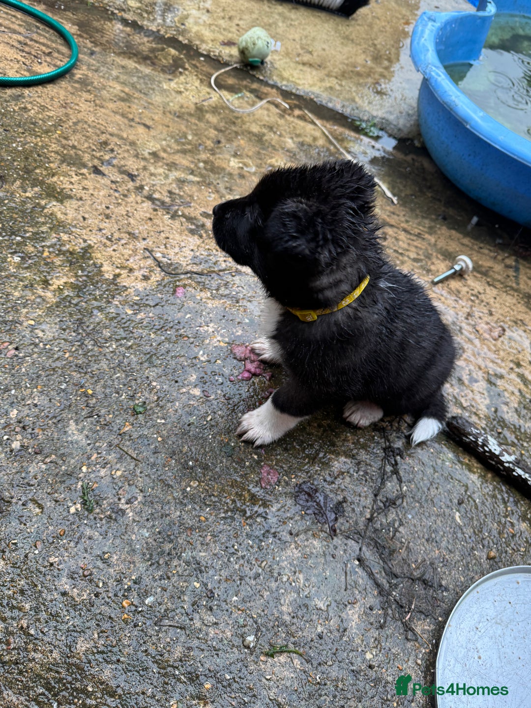 Akita dogs for sale: Black Mask American Akita Puppies - Advert 23