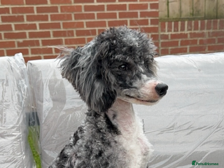 Miniature Poodle dogs in Shildon - Advert 39