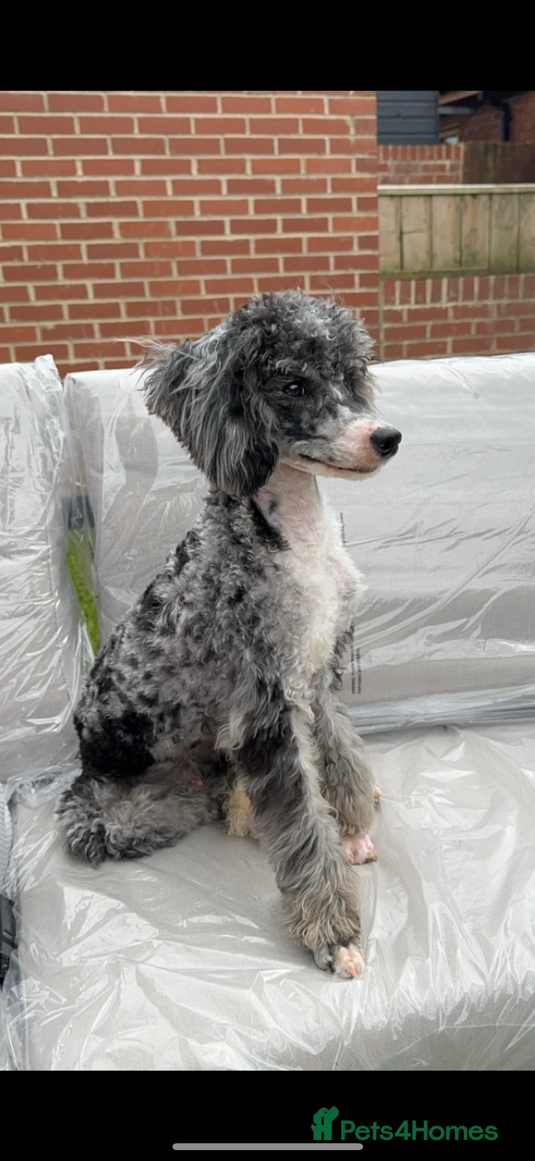 Miniature Poodle dogs for stud: Toy Merle poodle stud  in Shildon - Advert 2
