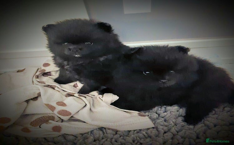 Pomeranian dogs - Advert 2