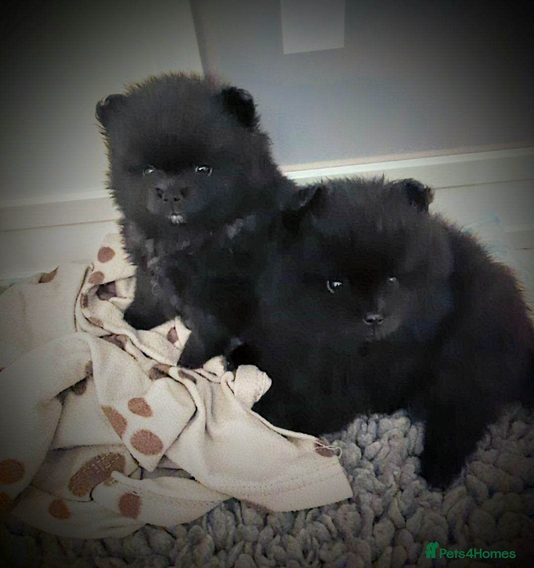 Pomeranian dogs for sale: Mini Pomeranians - Image 1