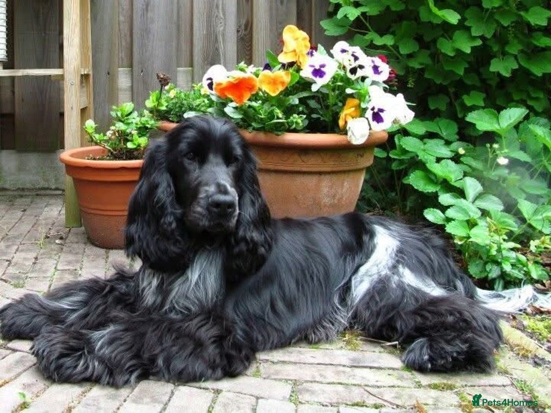 Cockapoo dogs for sale: Reluctant sale of my cockapoo  - Advert 1