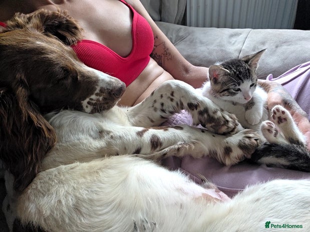 Sprocker dogs - Advert 8