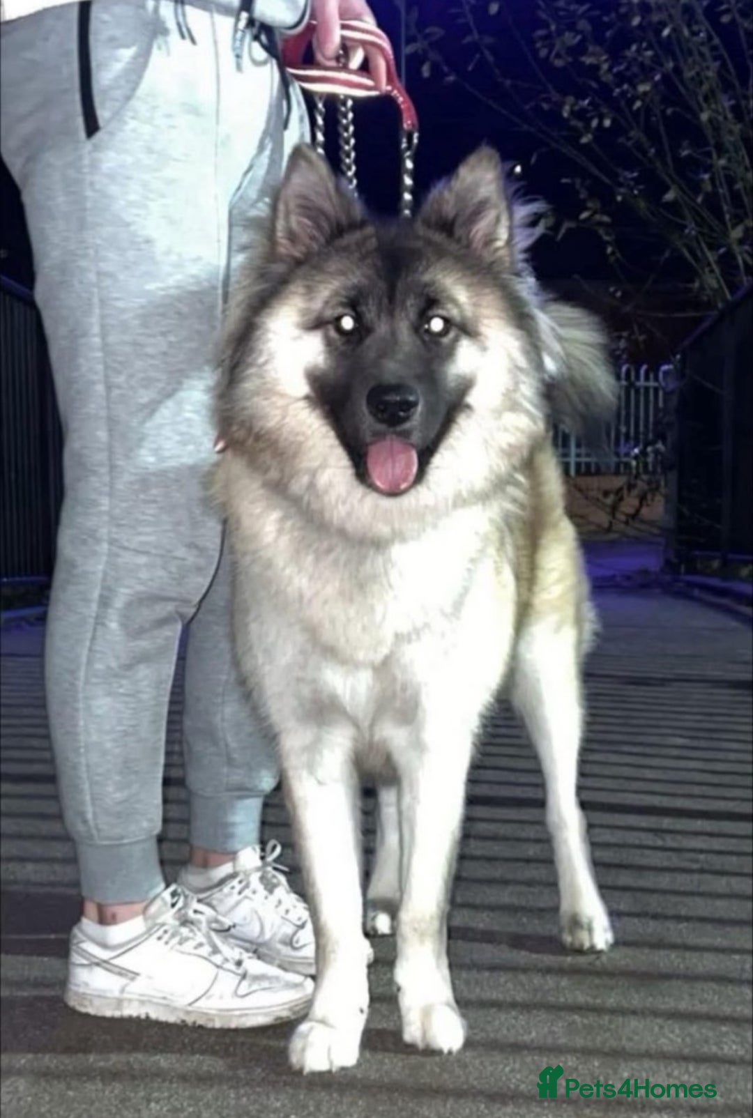 Mixed Breed dogs for sale: Akita x German Shepard male and female  - Advert 9