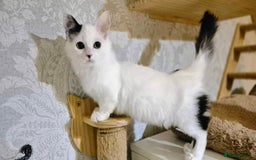 Munchkin cats for sale: Purebred TICA reg. Munchkin kittens ready to go  - Image 28