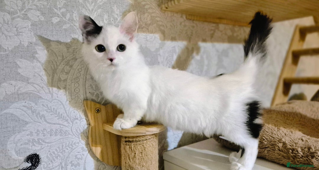 Munchkin cats for sale: Purebred TICA reg. Munchkin kittens ready to go  - Image 28