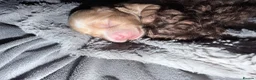 Cockapoo dogs for sale: Miniature cockapoo pups for sale  in Swindon - Advert 8