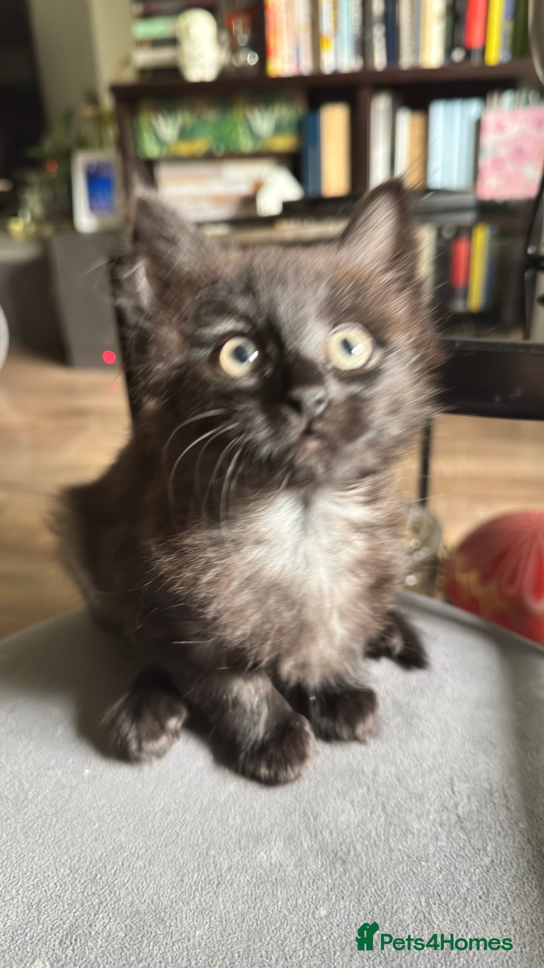 Mixed Breed cats for sale: Stunning kittens (3) - Image 6