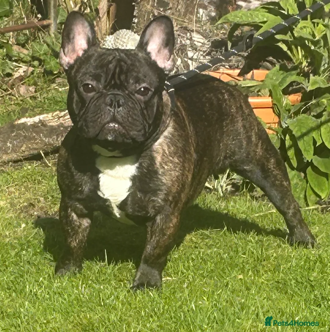 French Bulldog dogs for stud: Standard brindle stud  - Advert 2