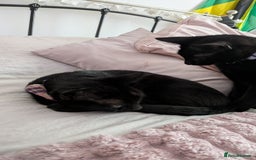 Bombay cats for sale: Mother and daughter black cats for a new home - Image 5