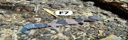 Gecko reptiles for sale: Lizards for rehome  - lot to choose from  - Advert 9