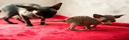 Sphynx cats for sale: Canadian sphynx kittens  - Advert 13