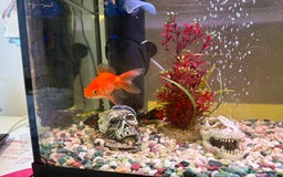 Goldfish fish for sale: Goldfish and set up for sale  - Image 2