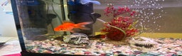 Goldfish fish for sale: Goldfish and set up for sale  - Advert 2